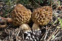 Morchella snyderi image