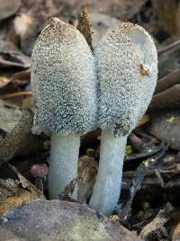 Coprinopsis lagopus image