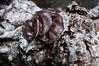 Auricularia americana image