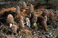 Morchella brunnea image