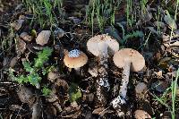 Amanita velosa image