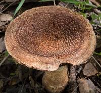 Amanita novinupta image