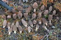 Morchella brunnea image