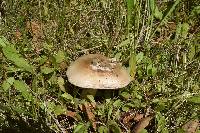 Amanita velosa image