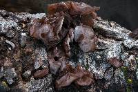 Auricularia americana image