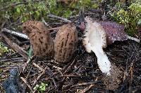 Morchella brunnea image