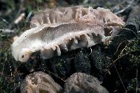 Morchella brunnea image