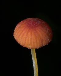 Mycena acicula image