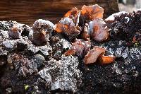 Auricularia americana image