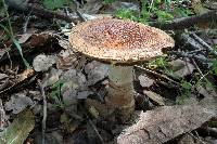 Amanita novinupta image