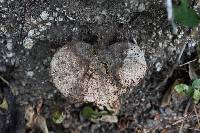 Ganoderma curtisii image