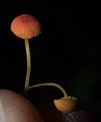 Mycena acicula image