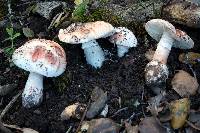 Amanita novinupta image