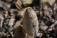 Coprinopsis lagopus image