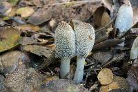 Coprinopsis lagopus image