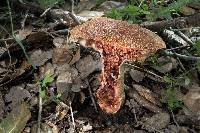 Amanita novinupta image