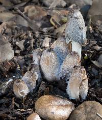 Coprinopsis lagopus image