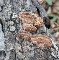 Phellinus gilvus image