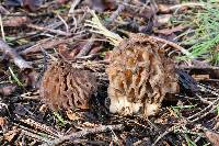 Morchella snyderi image