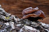 Auricularia americana image