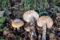 Amanita velosa image