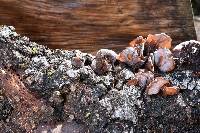 Auricularia americana image