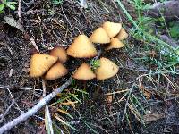 Conocybe tenera image