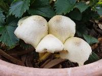 Leucocoprinus birnbaumii image