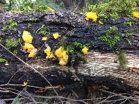 Tremella aurantia image