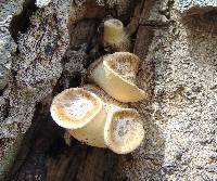 Polyporus squamosus image