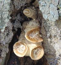 Polyporus squamosus image