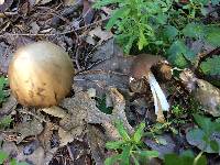 Psathyrella longipes image