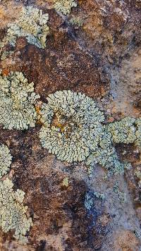 Lecanora muralis image