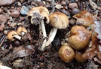 Coprinellus micaceus image