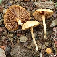 Agrocybe pediades image