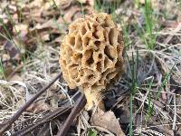 Morchella americana image