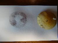 Stropharia coronilla image
