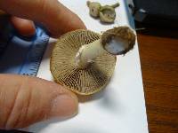 Stropharia coronilla image