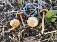 Agrocybe pediades image