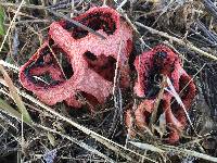 Clathrus ruber image