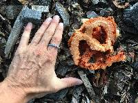 Clathrus ruber image