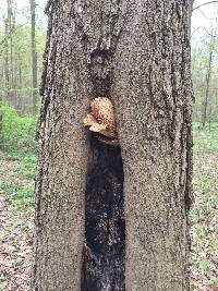 Polyporus squamosus image