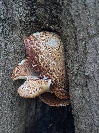 Polyporus squamosus image