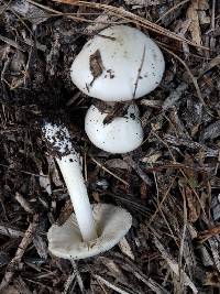 Volvariella gloiocephala image