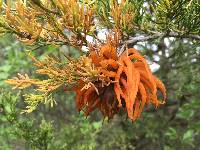 Gymnosporangium juniperi-virginianae image