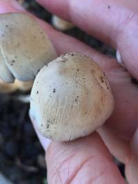 Coprinellus micaceus image