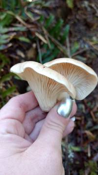 Pleurotus pulmonarius image