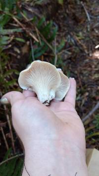 Pleurotus pulmonarius image