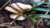 Pleurotus pulmonarius image