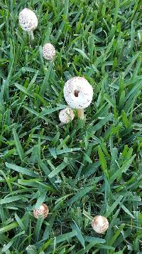 Chlorophyllum molybdites image